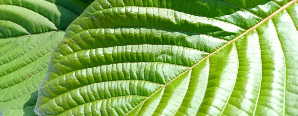 a closeup view of kratom leaves 